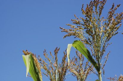Broomcorn Capital Image